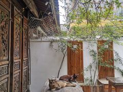 -喵屿·大理花园猫咖