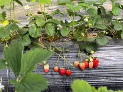 -喜杨洋草莓采摘园