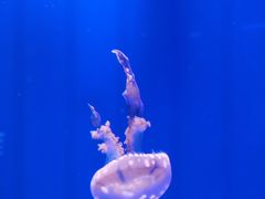 -福州罗源湾海洋世界旅游区