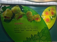 -金花茶公园