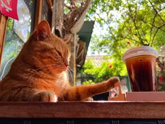 -喵屿·大理花园猫咖