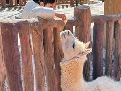 -石家庄市动物园