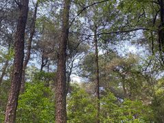 -铁山坪森林公园