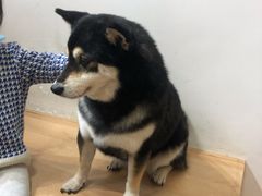 -是阿柴呀！柴犬咖啡·爱喵喵猫咖
