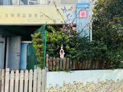 -汪说喵讲宠物乐园宠物酒店(红星美凯龙店)