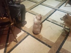 -猫色咖啡·猫咖