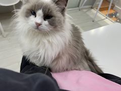 -喵的天空名猫咖啡馆·撸猫·猫舍·用品