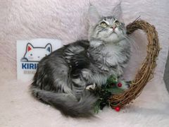-十年猫舍·猫咪专门店(普陀店)