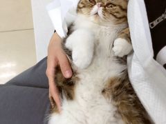 -纳吉亚猫专科动物诊疗中心(蒋宅口分院)