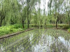 -溱湖国家湿地公园