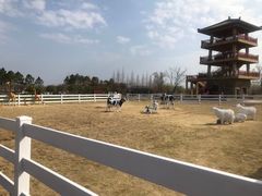 -杭州湾海上花田景区