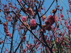 -香雪海