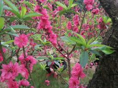 android_upload_pic-南国桃园旅游度假区