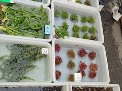 -哈尔滨道外花鸟鱼市场