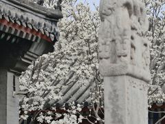 -白云观