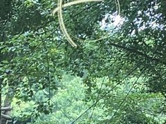 -黄海国家森林公园