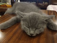 -宠爱多约克夏马尔济斯泰迪小型犬专卖