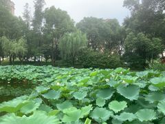 -陈家山荷花公园