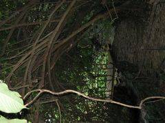 -莫里热带雨林景区
