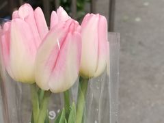 -循礼门鲜花花市(武汉循礼门店)