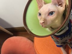 -团子家猫咪猫咖馆·柯基·柯尔鸭
