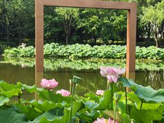 -陈家山荷花公园