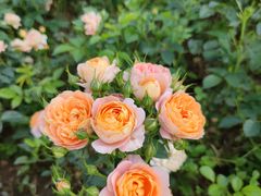 -上海山野camping·户外天幕烧烤·团建拓展营地