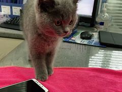 -安安宠物医院(情缘分院)