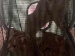 -纳吉亚猫专科动物医院(康都外科中心)