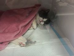 -宠颐生动物医院·心脏科·保险定点(锦阳分院)