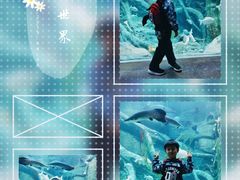-哈尔滨波塞冬海底世界