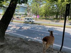 -奈良公园