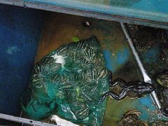 -永安鱼庄·镇江菜(丁卯店)