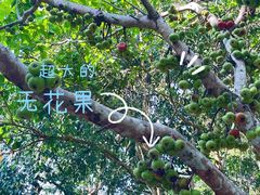 -中国科学院西双版纳热带植物园