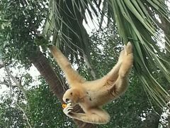 -深圳野生动物园