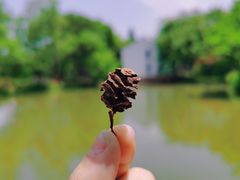 -西溪国家湿地公园