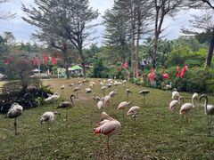 -广州长隆飞鸟乐园
