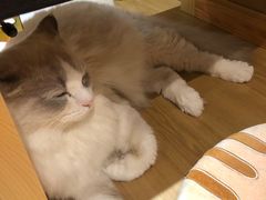 -滚猫咖啡·猫咖·猫友好撸猫(未来城店)