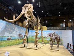 -国家自然博物馆