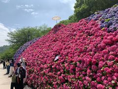-苏州上方山国家森林公园