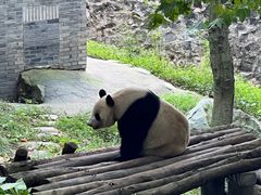 -都江堰中华大熊猫苑