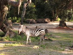 -奥兰多迪士尼动物王国乐园