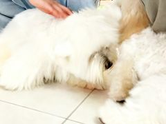 -翊宠yipet猫狗购宠庄园犬舍•猫舍