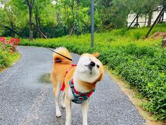-瑞派·关忠动物医院·猫专科·犬专科(三环新城店)