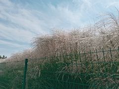 -羊亭河湿地公园