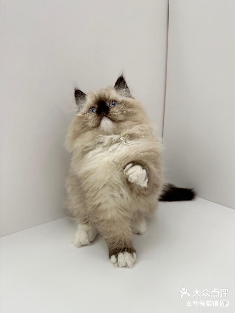 手套重点色布偶498