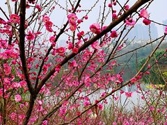 -重庆彩云湖湿地公园