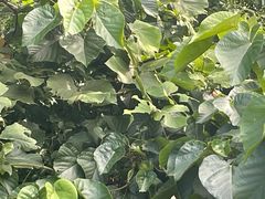 -普陀山风景区-佛顶山