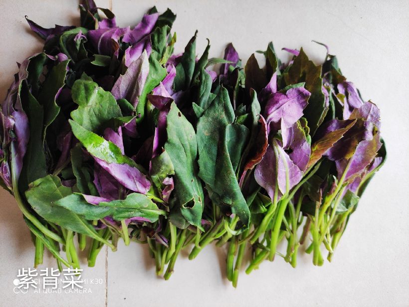 紫背菜 今天刚刚认识的新菜品种,采了一把炒炒吃,味道清香,口感有点