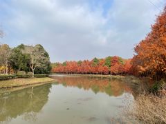 -上海海湾国家森林公园